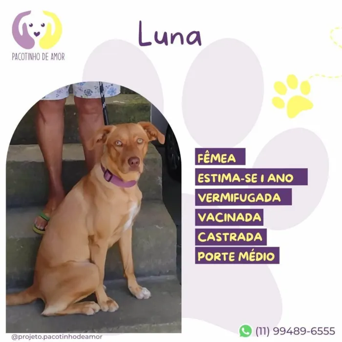 Cachorro ra a SRD-ViraLata idade 1 ano nome Luna