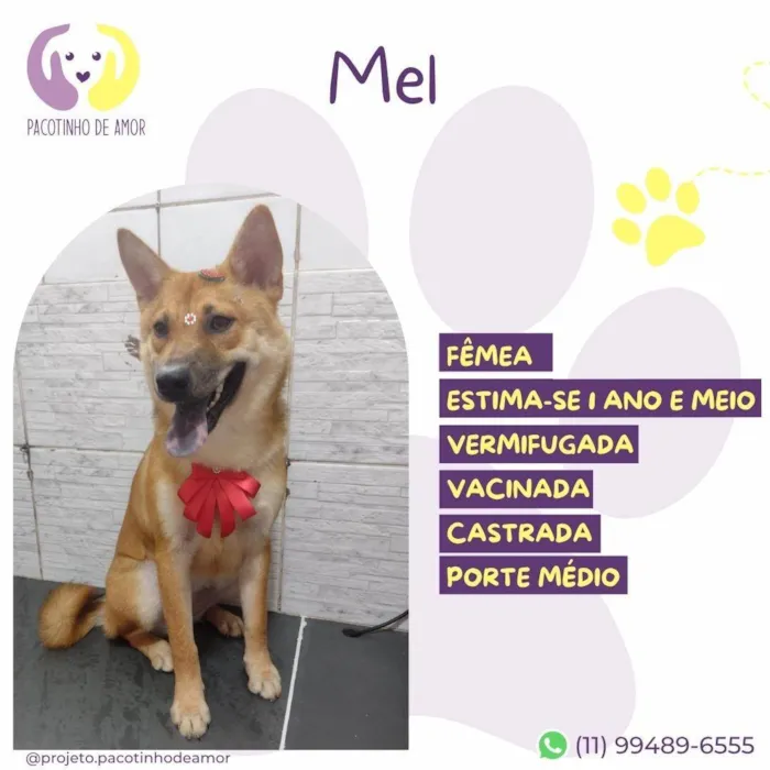 Cachorro ra a SRD-ViraLata idade 1 ano nome Mel