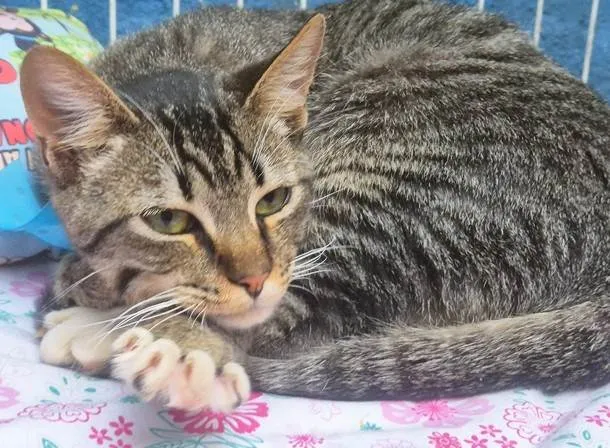 Gato ra a SRD-ViraLata idade 2 a 6 meses nome TOBIAS TED