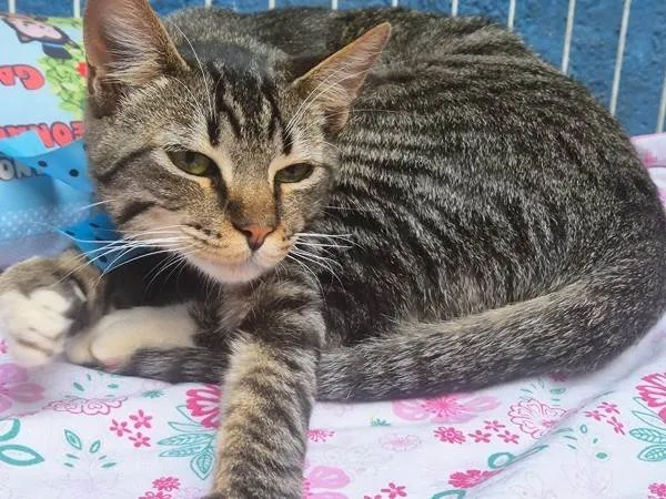 Gato ra a SRD-ViraLata idade 2 a 6 meses nome TOBIAS TED