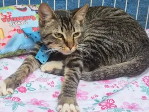 Gato raça SRD-ViraLata idade 2 a 6 meses nome TOBIAS TED