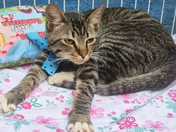 Gato ra a SRD-ViraLata idade 2 a 6 meses nome TOBIAS TED