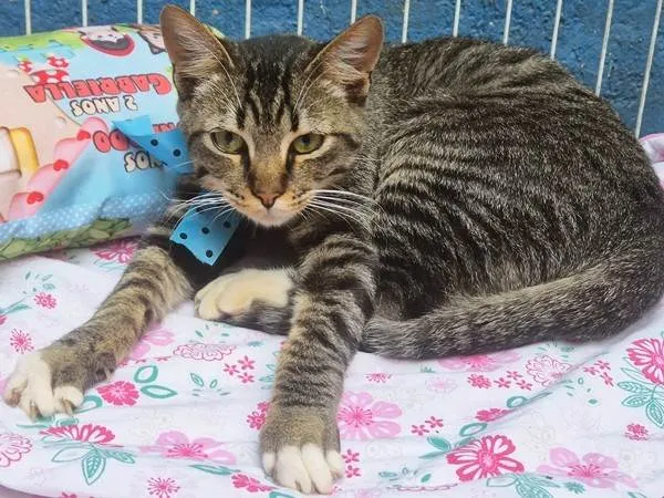Gato ra a SRD-ViraLata idade 2 a 6 meses nome TOBIAS TED
