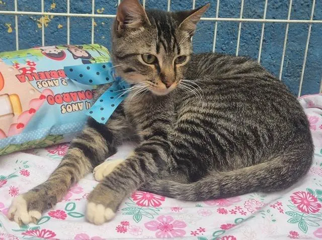 Gato ra a SRD-ViraLata idade 2 a 6 meses nome TOBIAS TED