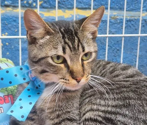 Gato ra a SRD-ViraLata idade 2 a 6 meses nome TOBIAS TED