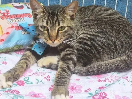 Gato ra a SRD-ViraLata idade 2 a 6 meses nome TOBIAS TED