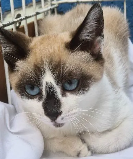 Gato ra a SRD-ViraLata idade 2 a 6 meses nome NEZINHO MIX
