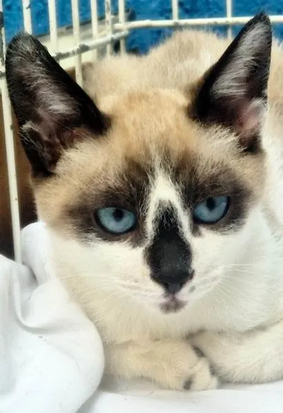 Gato ra a SRD-ViraLata idade 2 a 6 meses nome NEZINHO MIX