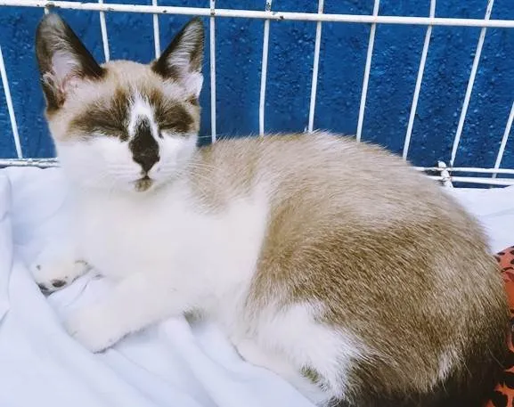 Gato ra a SRD-ViraLata idade 2 a 6 meses nome NEZINHO MIX