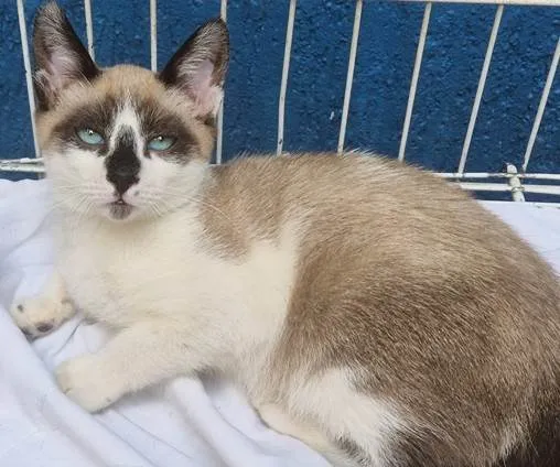 Gato ra a SRD-ViraLata idade 2 a 6 meses nome NEZINHO MIX