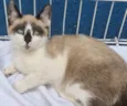 NEZINHO MIX