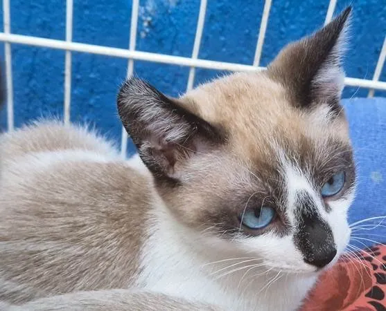 Gato ra a SRD-ViraLata idade 2 a 6 meses nome NEZINHO MIX