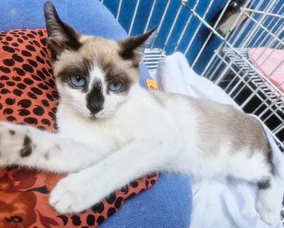 Gato ra a SRD-ViraLata idade 2 a 6 meses nome NEZINHO MIX