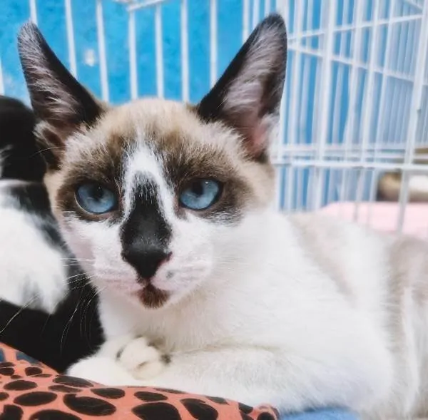 Gato ra a SRD-ViraLata idade 2 a 6 meses nome NEZINHO MIX