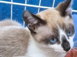 Gato raça SRD-ViraLata idade 2 a 6 meses nome NEZINHO MIX