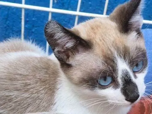 Gato ra a SRD-ViraLata idade 2 a 6 meses nome NEZINHO MIX