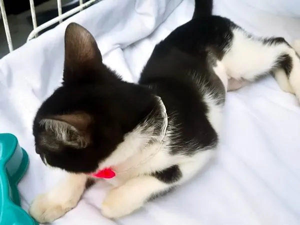 Gato ra a SRD-ViraLata idade 2 a 6 meses nome ANELISE FRAJOLA