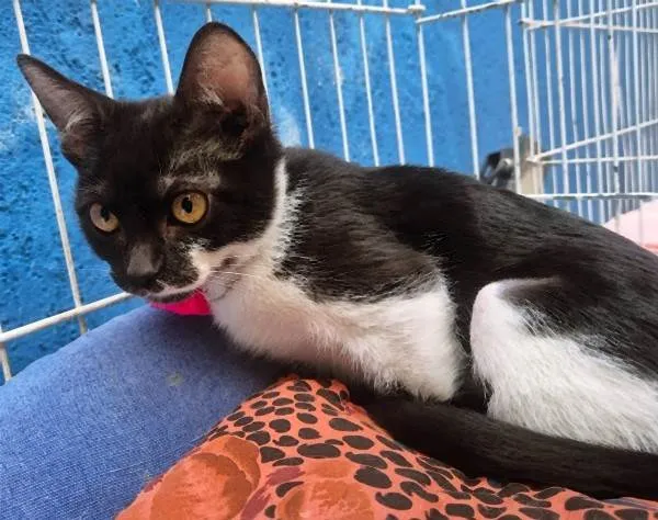 Gato ra a SRD-ViraLata idade 2 a 6 meses nome ANELISE FRAJOLA