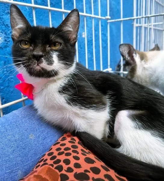 Gato ra a SRD-ViraLata idade 2 a 6 meses nome ANELISE FRAJOLA