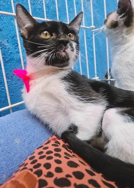 Gato ra a SRD-ViraLata idade 2 a 6 meses nome ANELISE FRAJOLA