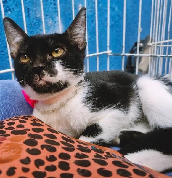 Gato ra a SRD-ViraLata idade 2 a 6 meses nome ANELISE FRAJOLA