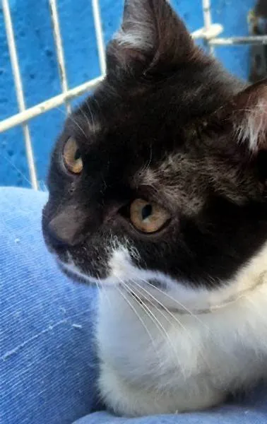 Gato ra a SRD-ViraLata idade 2 a 6 meses nome ANELISE FRAJOLA