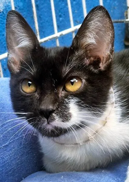 Gato ra a SRD-ViraLata idade 2 a 6 meses nome ANELISE FRAJOLA