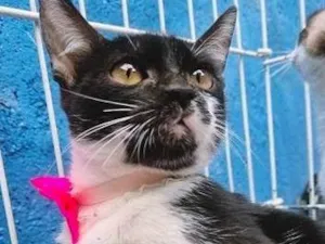 Gato raça SRD-ViraLata idade 2 a 6 meses nome ANELISE FRAJOLA