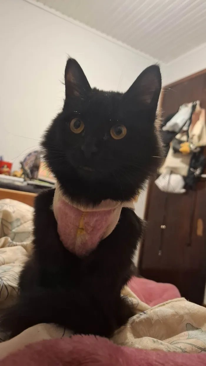 Gato ra a SRD-ViraLata idade 2 a 6 meses nome Agnes