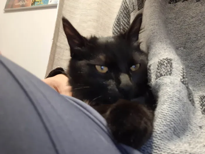 Gato ra a SRD-ViraLata idade 2 a 6 meses nome Agnes