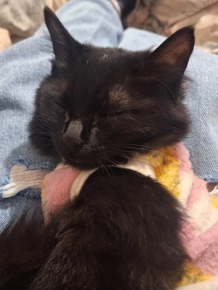 Gato ra a SRD-ViraLata idade 2 a 6 meses nome Agnes