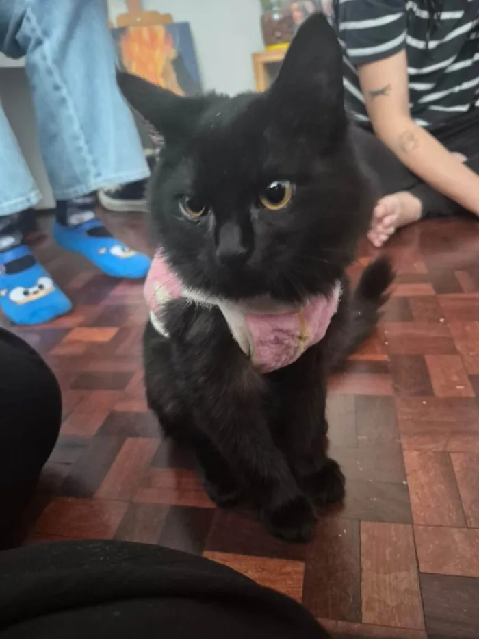 Gato ra a SRD-ViraLata idade 2 a 6 meses nome Agnes