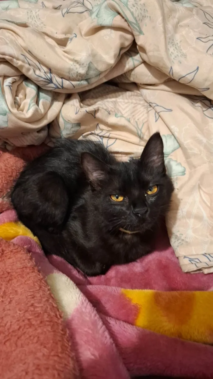 Gato ra a SRD-ViraLata idade 2 a 6 meses nome Agnes