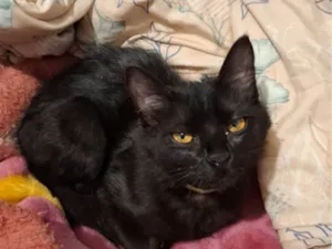 Gato raça SRD-ViraLata idade 2 a 6 meses nome Agnes