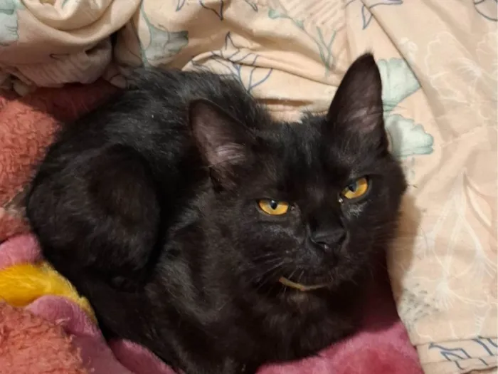 Gato ra a SRD-ViraLata idade 2 a 6 meses nome Agnes