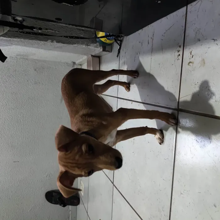 Cachorro ra a Pinscher idade 2 a 6 meses nome Scooby 