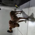 Scooby