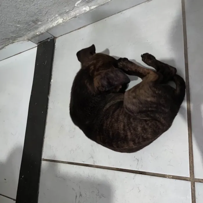 Cachorro ra a SRD-ViraLata idade 2 a 6 meses nome Aysha