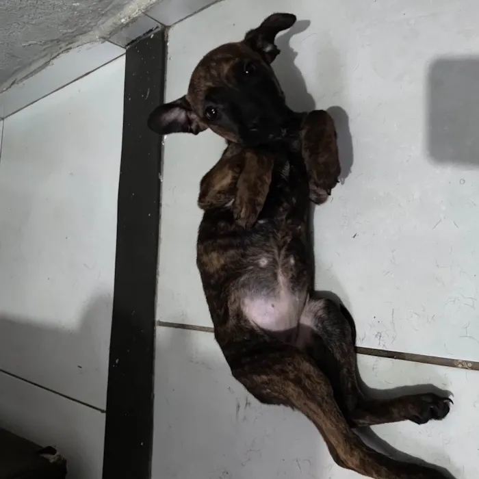 Cachorro ra a SRD-ViraLata idade 2 a 6 meses nome Aysha