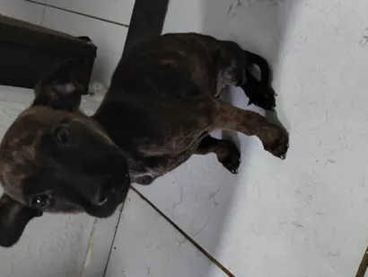 Cachorro raça SRD-ViraLata idade 2 a 6 meses nome Aysha