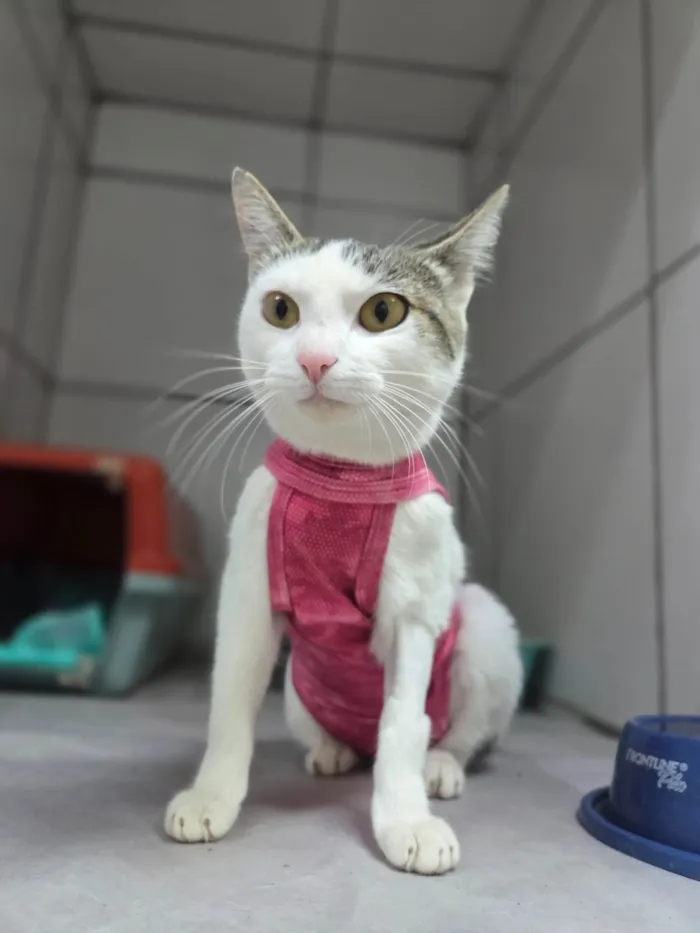 Gato ra a SRD-ViraLata idade 7 a 11 meses nome Dengosa