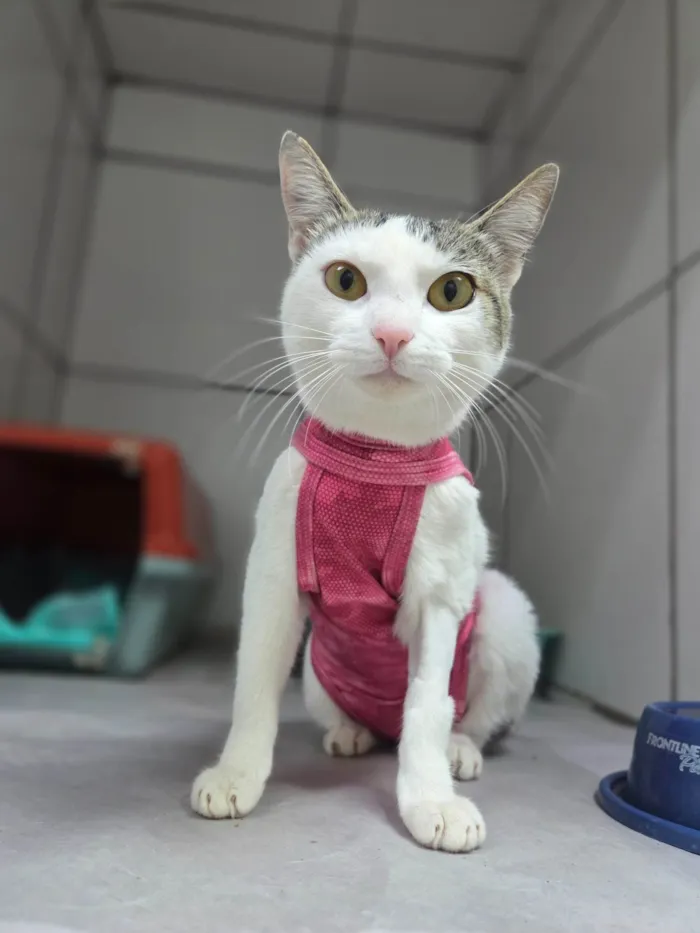 Gato ra a SRD-ViraLata idade 7 a 11 meses nome Dengosa