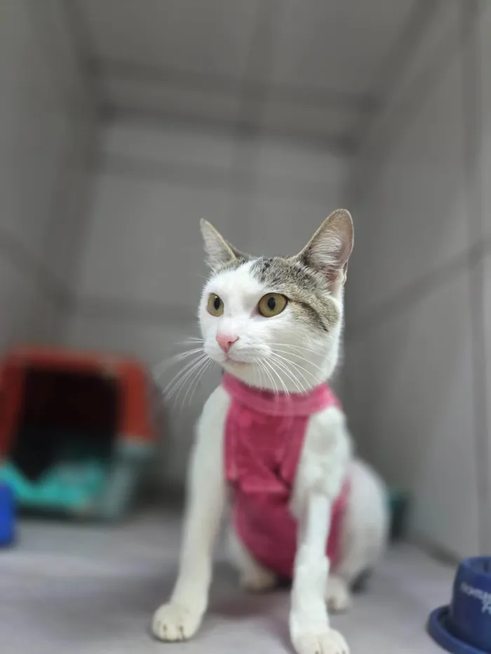 Gato ra a SRD-ViraLata idade 7 a 11 meses nome Dengosa