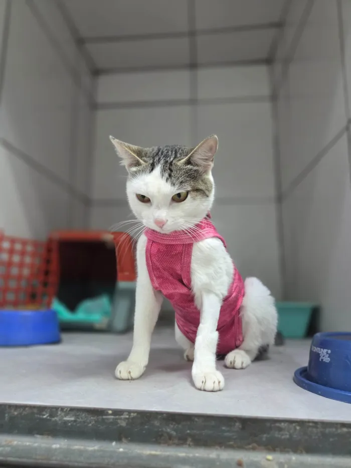 Gato ra a SRD-ViraLata idade 7 a 11 meses nome Dengosa