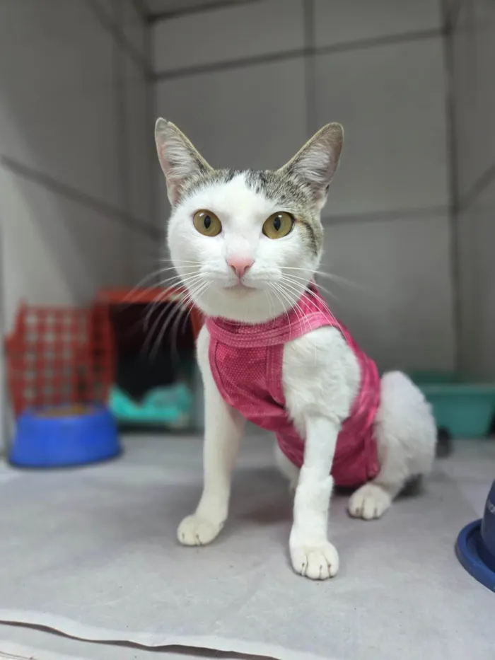Gato ra a SRD-ViraLata idade 7 a 11 meses nome Dengosa