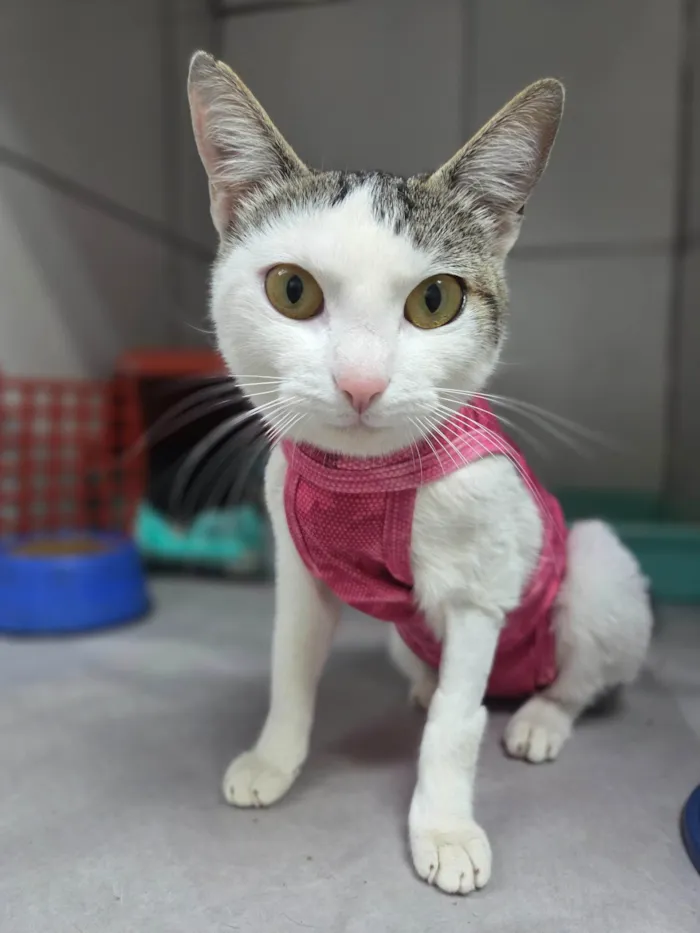 Gato ra a SRD-ViraLata idade 7 a 11 meses nome Dengosa