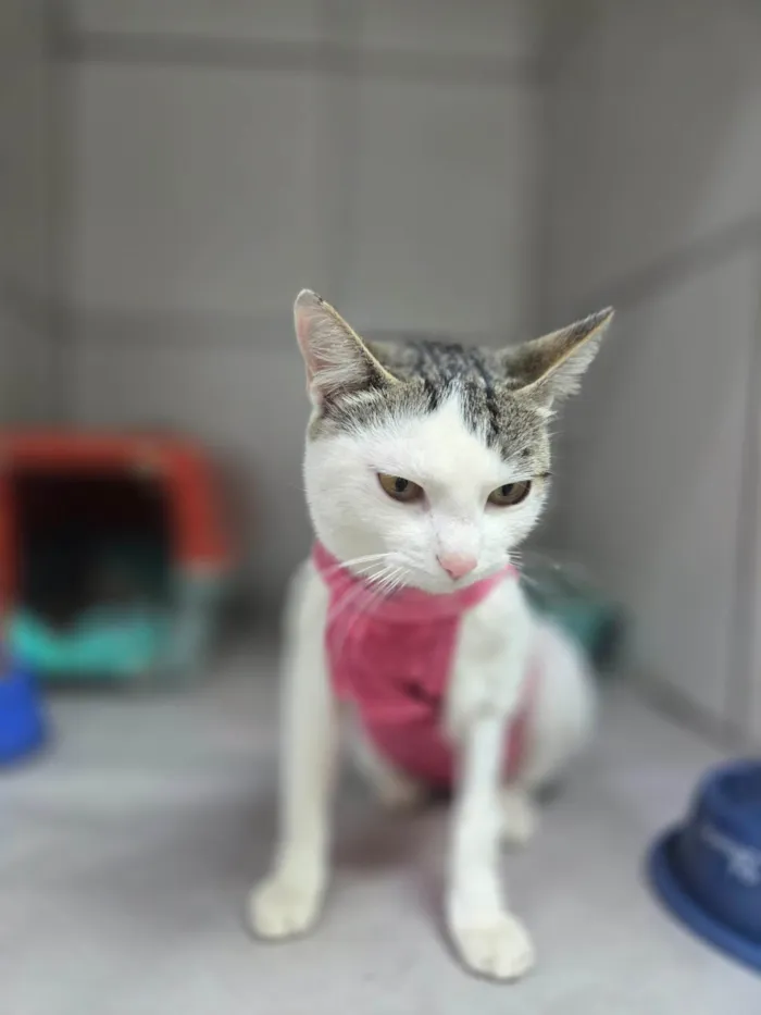 Gato ra a SRD-ViraLata idade 7 a 11 meses nome Dengosa