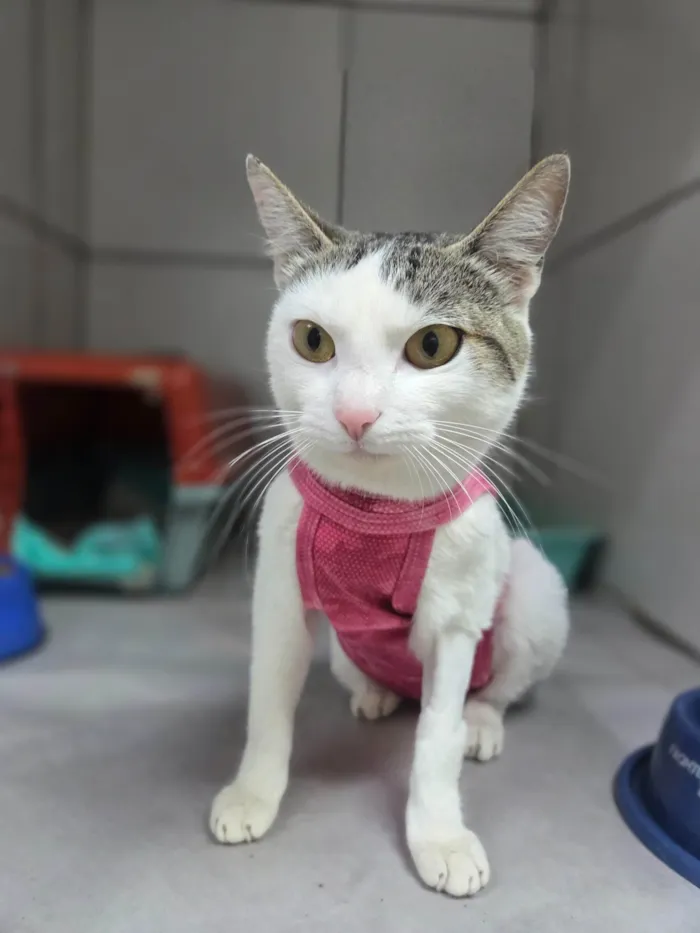 Gato ra a SRD-ViraLata idade 7 a 11 meses nome Dengosa