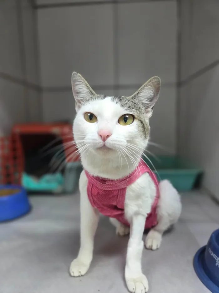 Gato ra a SRD-ViraLata idade 7 a 11 meses nome Dengosa