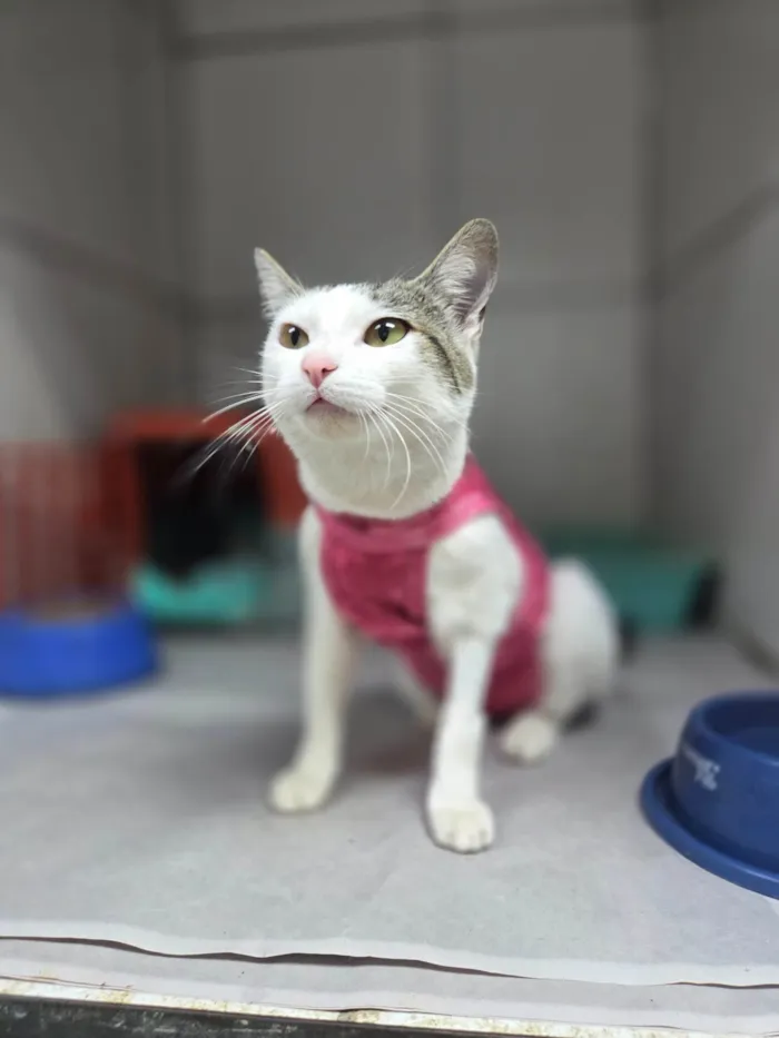 Gato ra a SRD-ViraLata idade 7 a 11 meses nome Dengosa